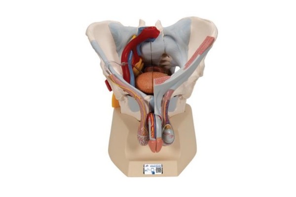 model szkieletu miednicy męskiej z więzadłami, naczyniami, nerwami, mięśniami dna miednicy i narządami, 7 części- 3b smart anatomy- 1013282 [h21/3] 3b scientific modele anatomiczne 2